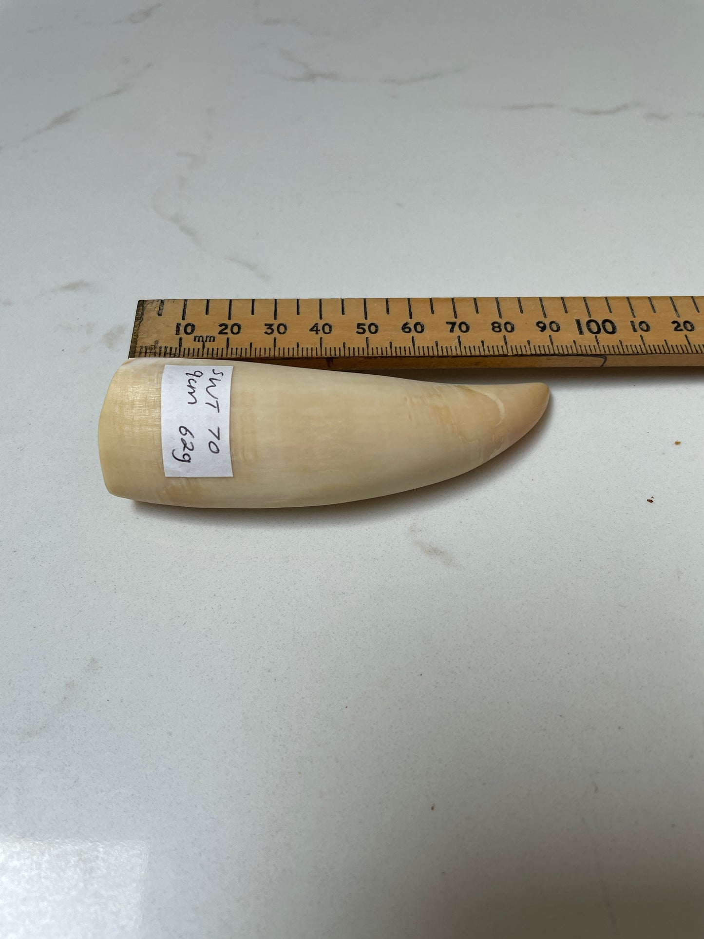 Lightly Polished Pointed Sperm Whale Tooth