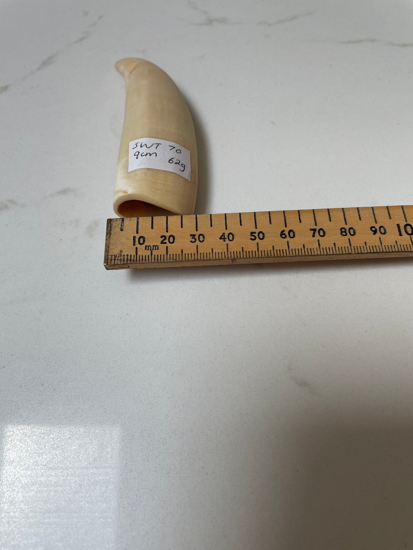 Lightly Polished Pointed Sperm Whale Tooth