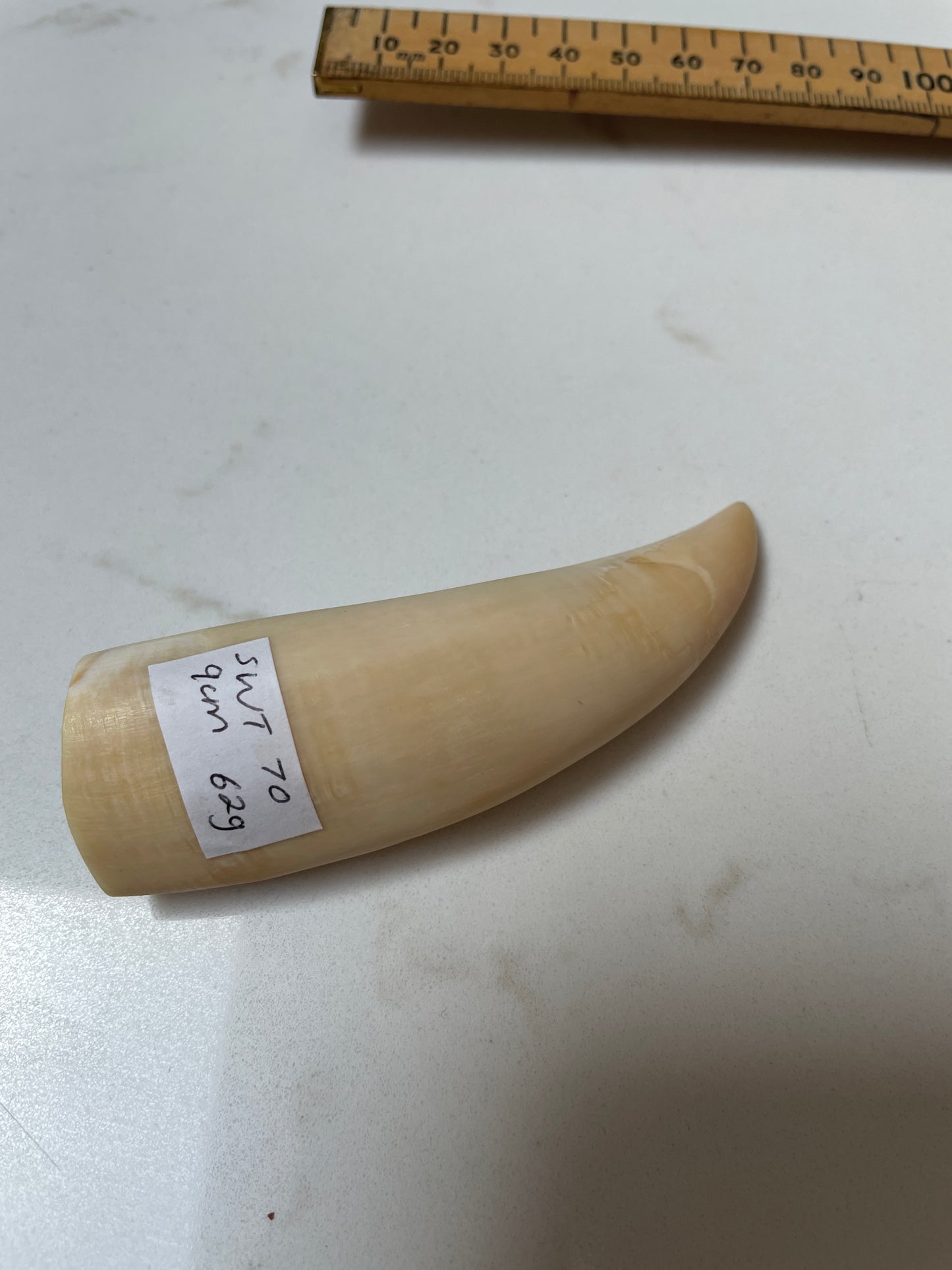 Lightly Polished Pointed Sperm Whale Tooth