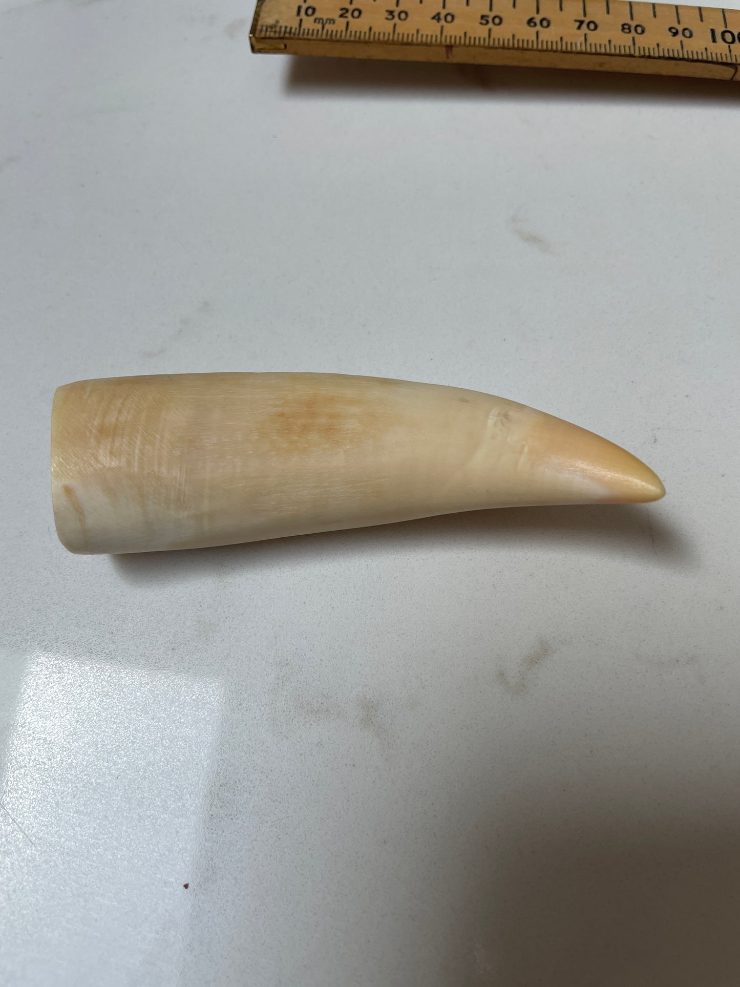 Lightly Polished Pointed Sperm Whale Tooth