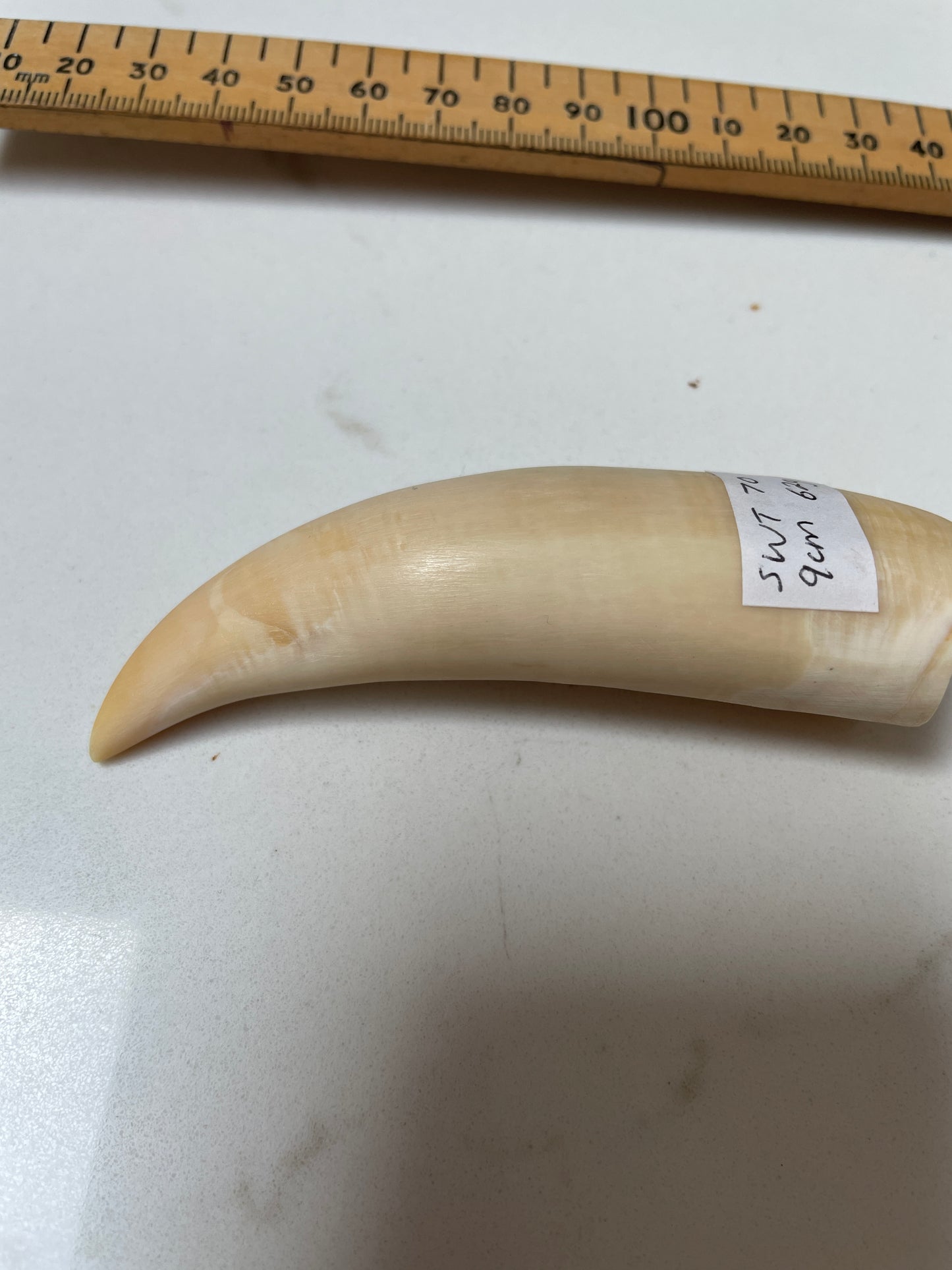 Lightly Polished Pointed Sperm Whale Tooth