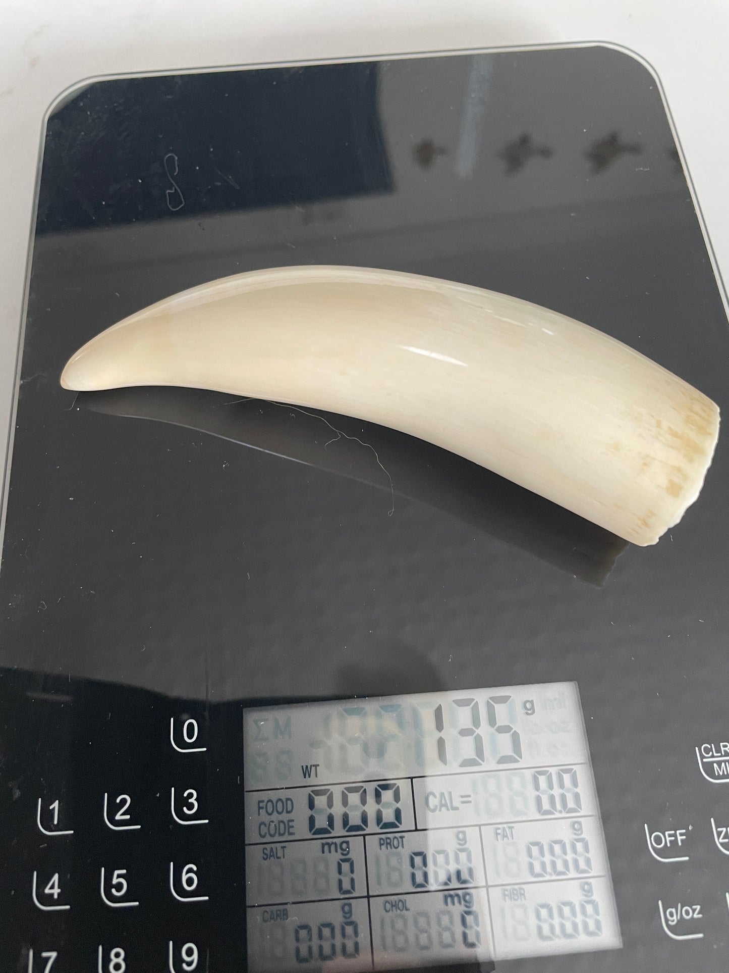 Sperm Whale Tooth