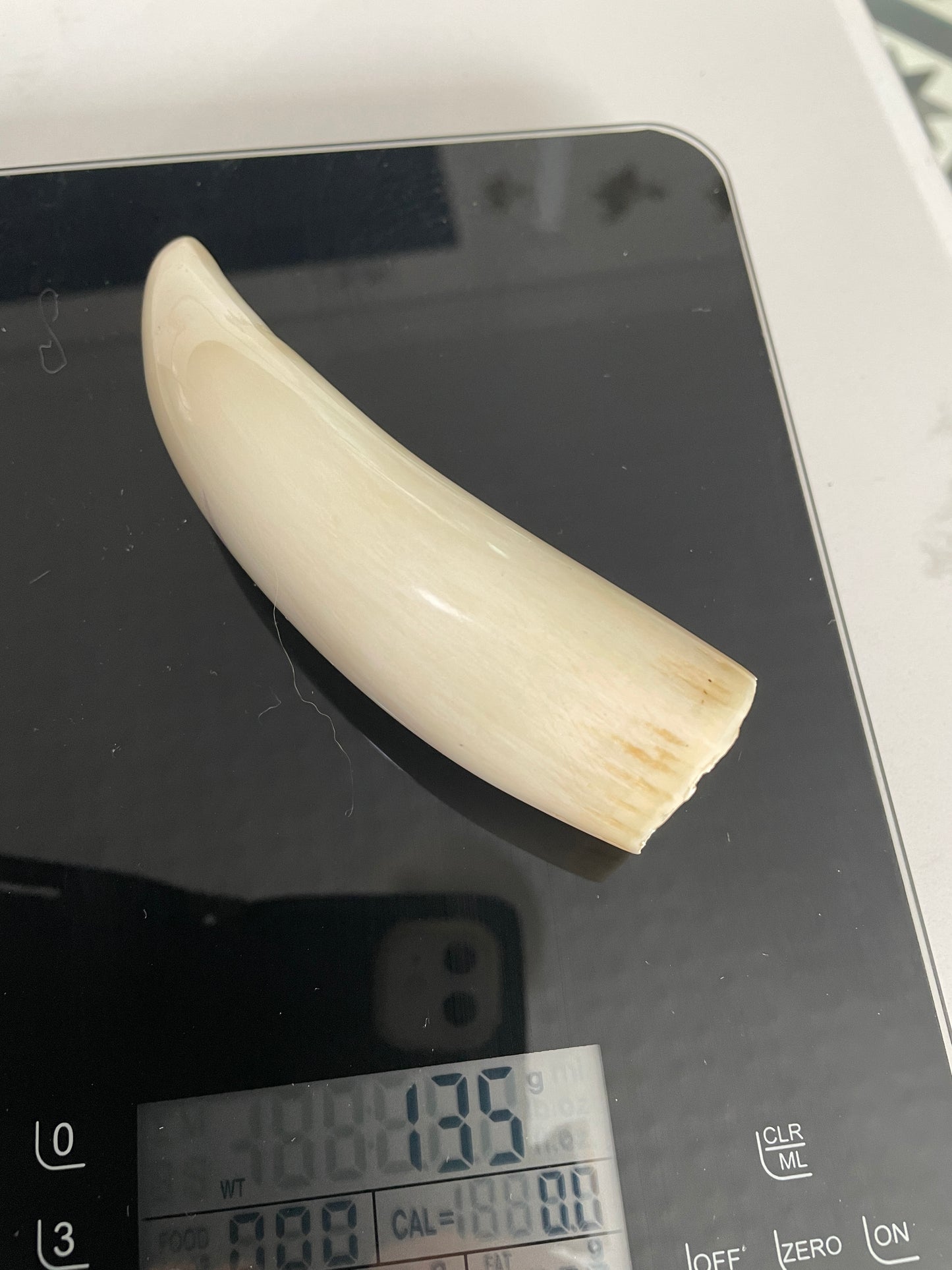 Sperm Whale Tooth