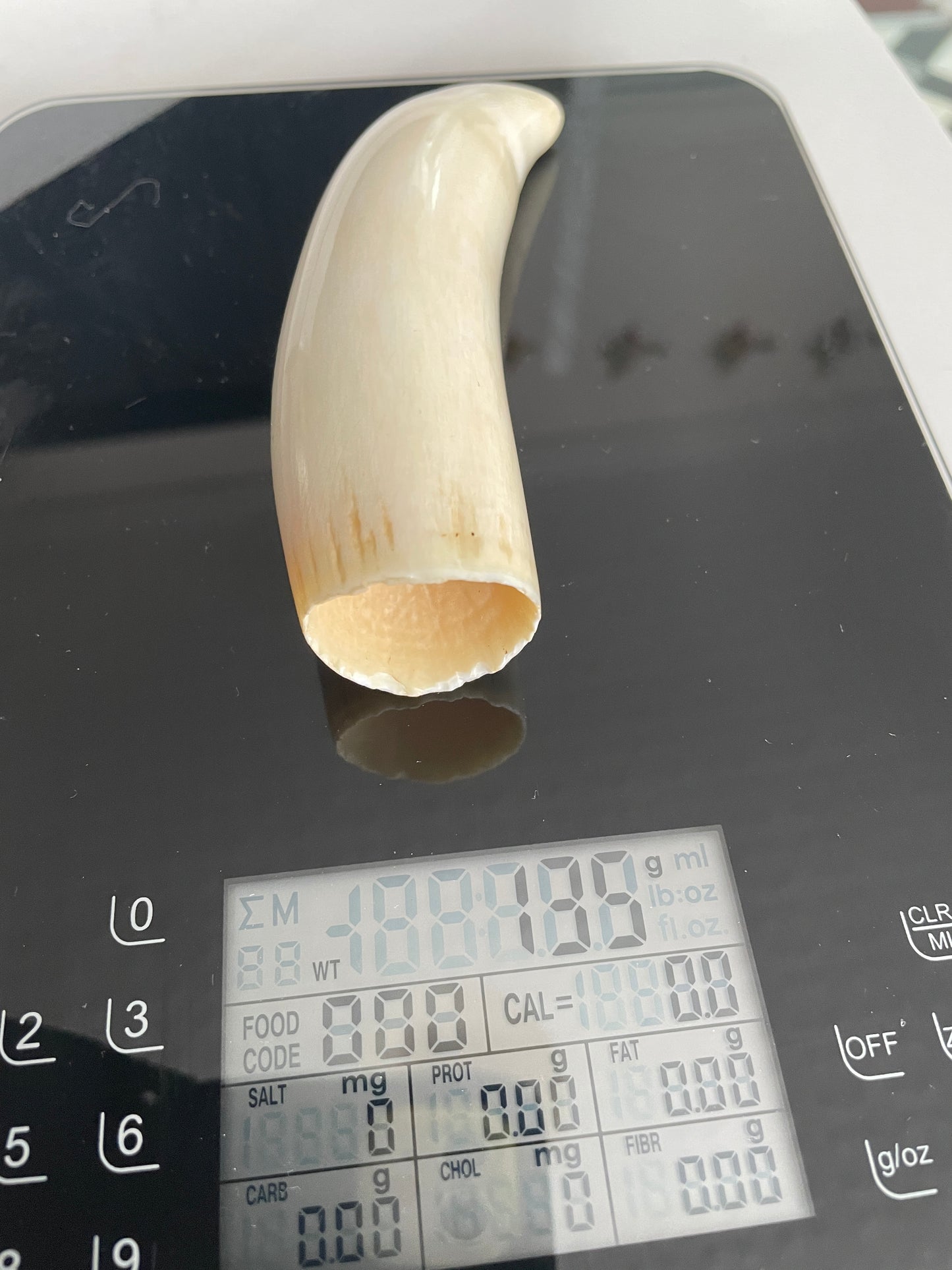 Sperm Whale Tooth