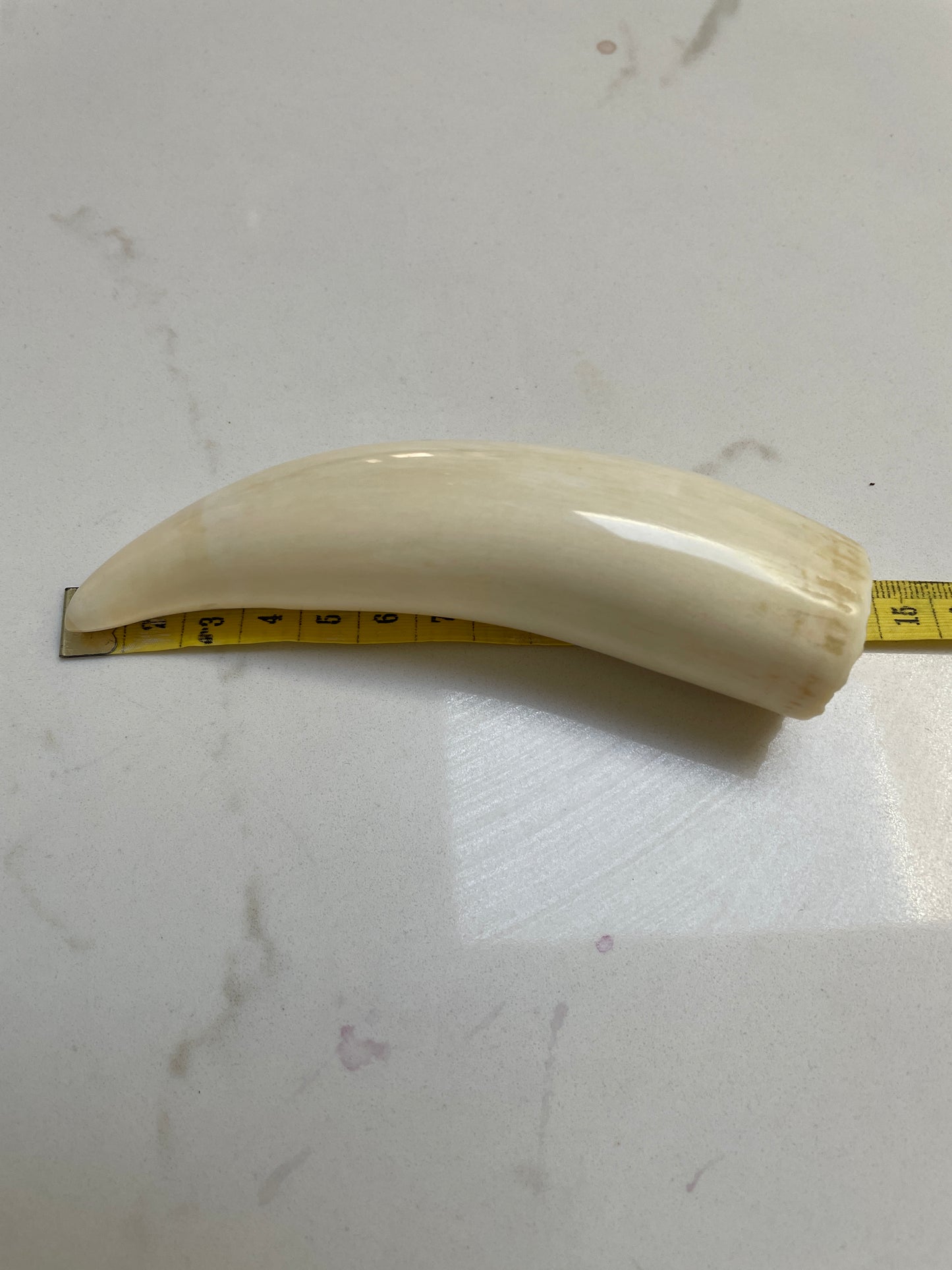 Sperm Whale Tooth