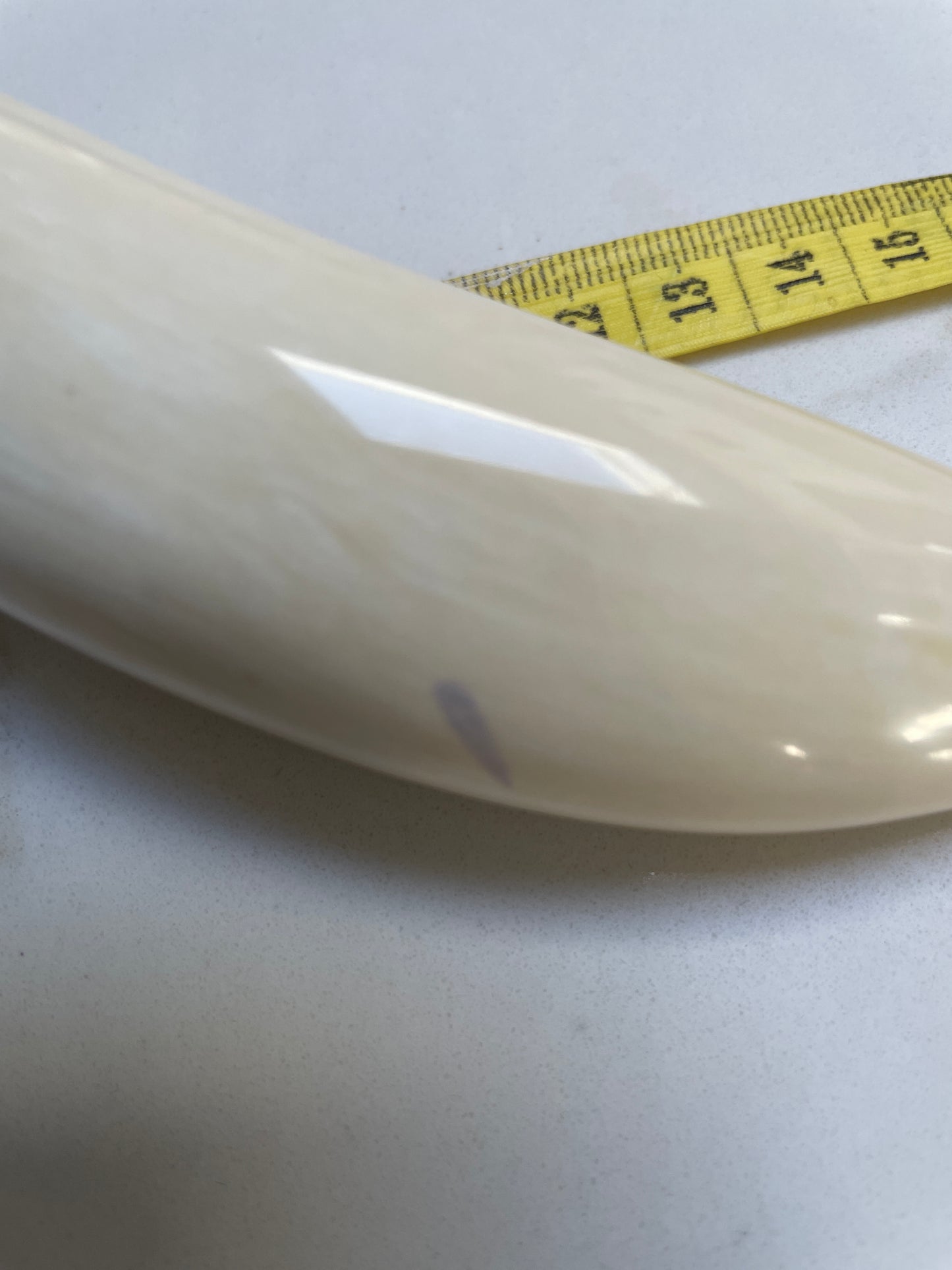 Sperm Whale Tooth