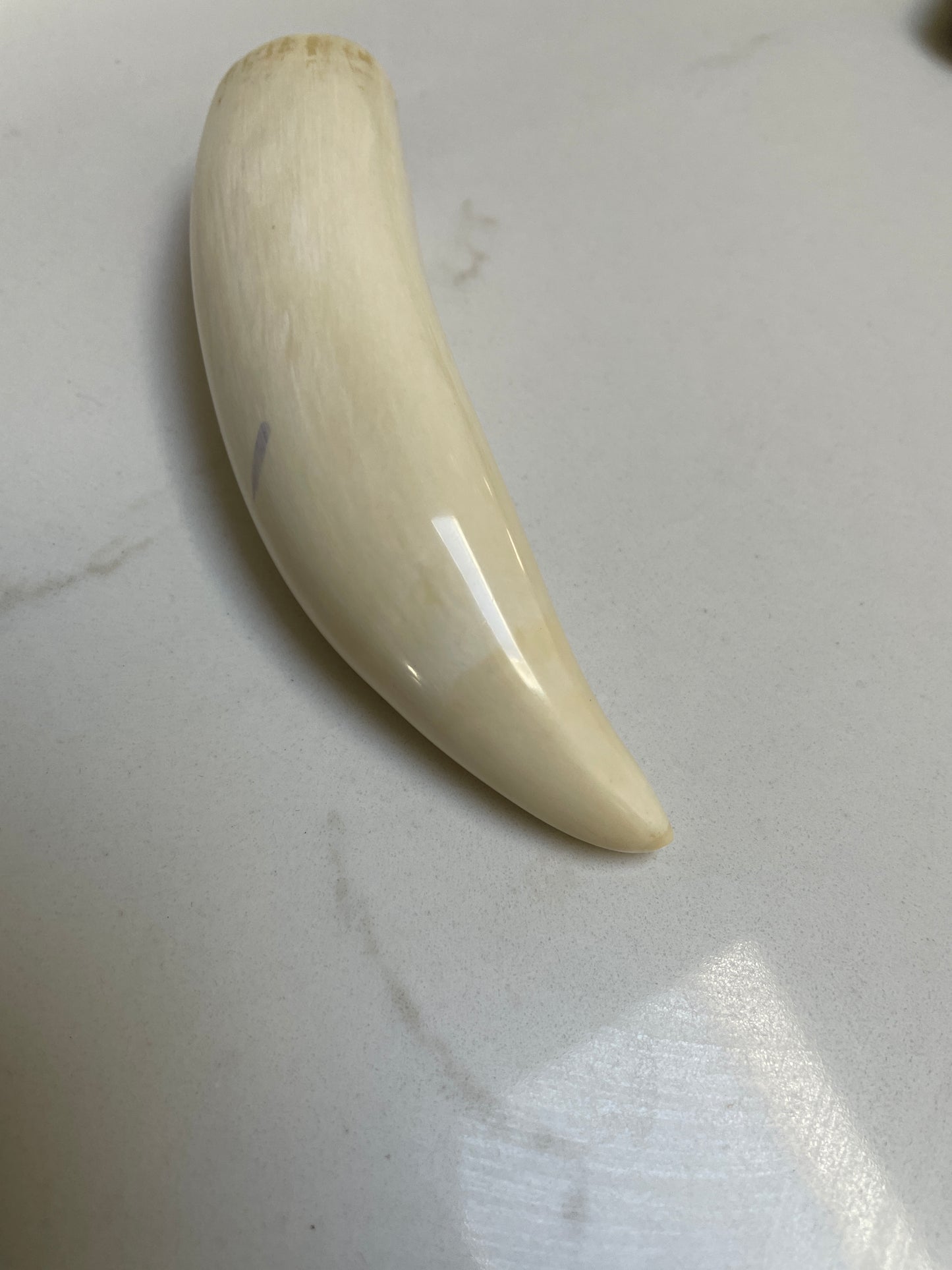 Sperm Whale Tooth