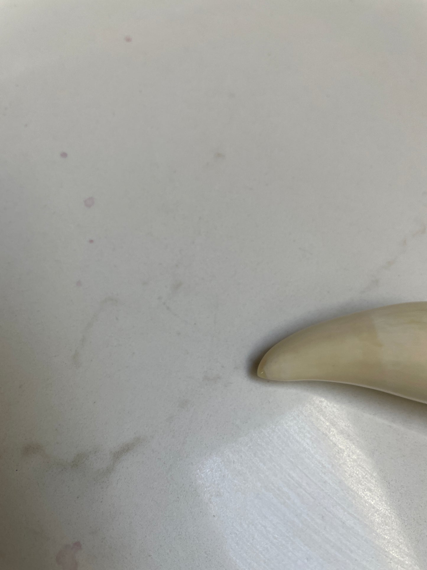 Sperm Whale Tooth