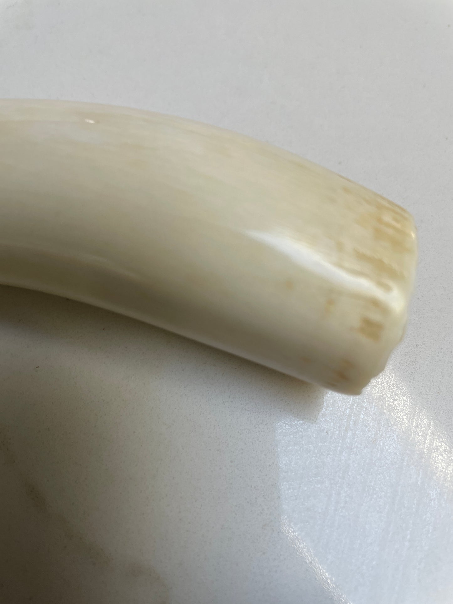 Sperm Whale Tooth