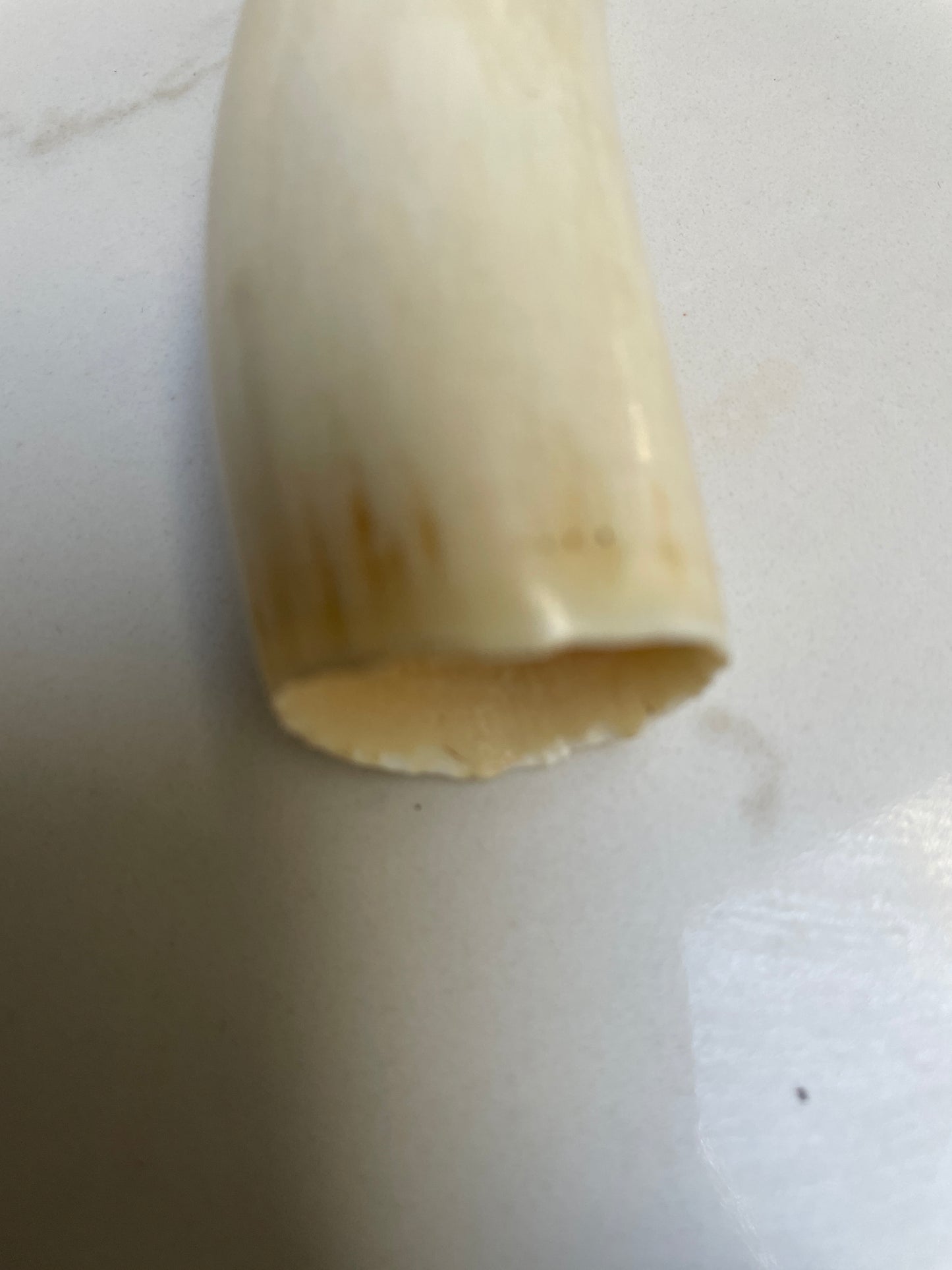 Sperm Whale Tooth