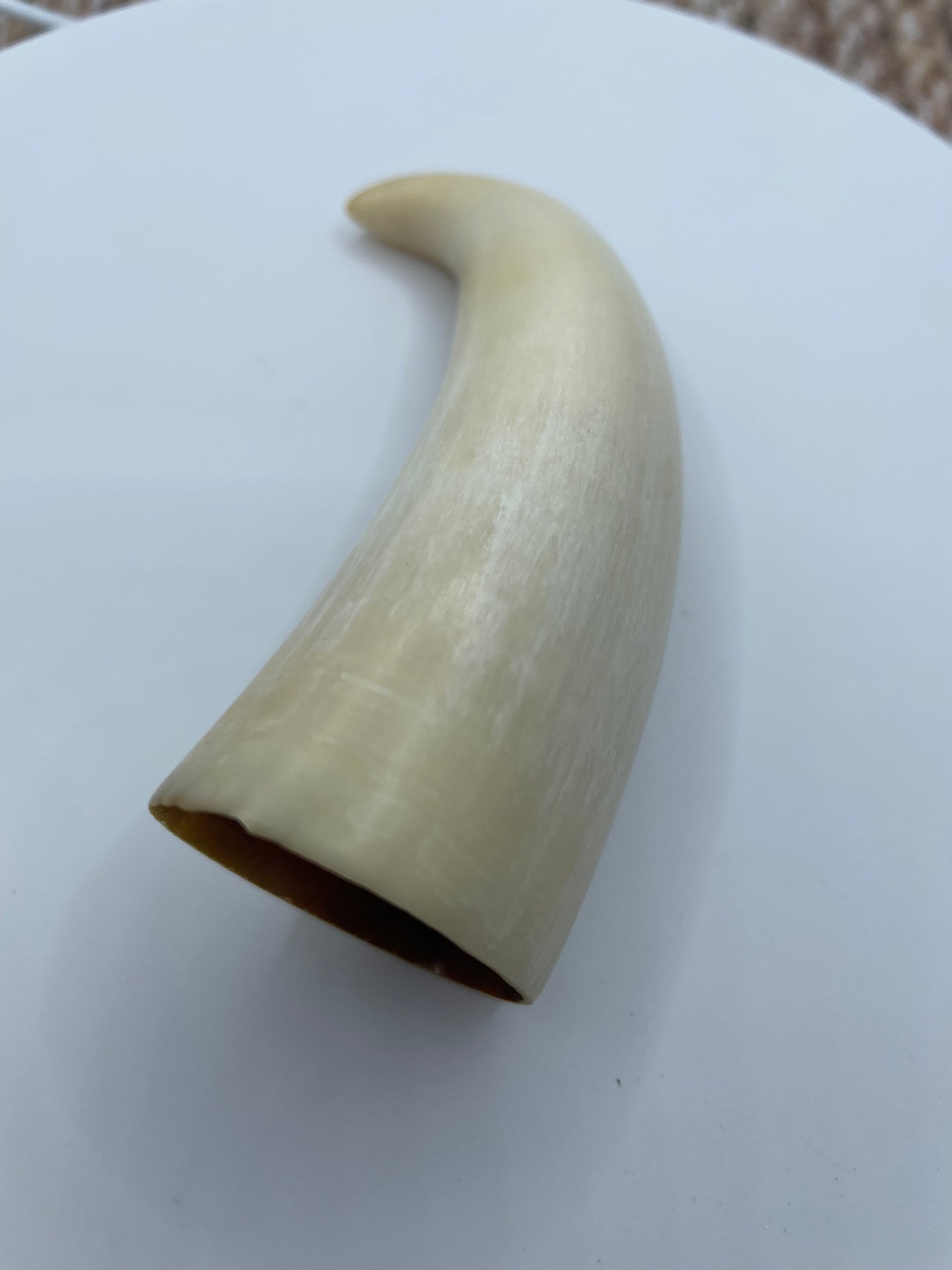 Sperm Whale Tooth