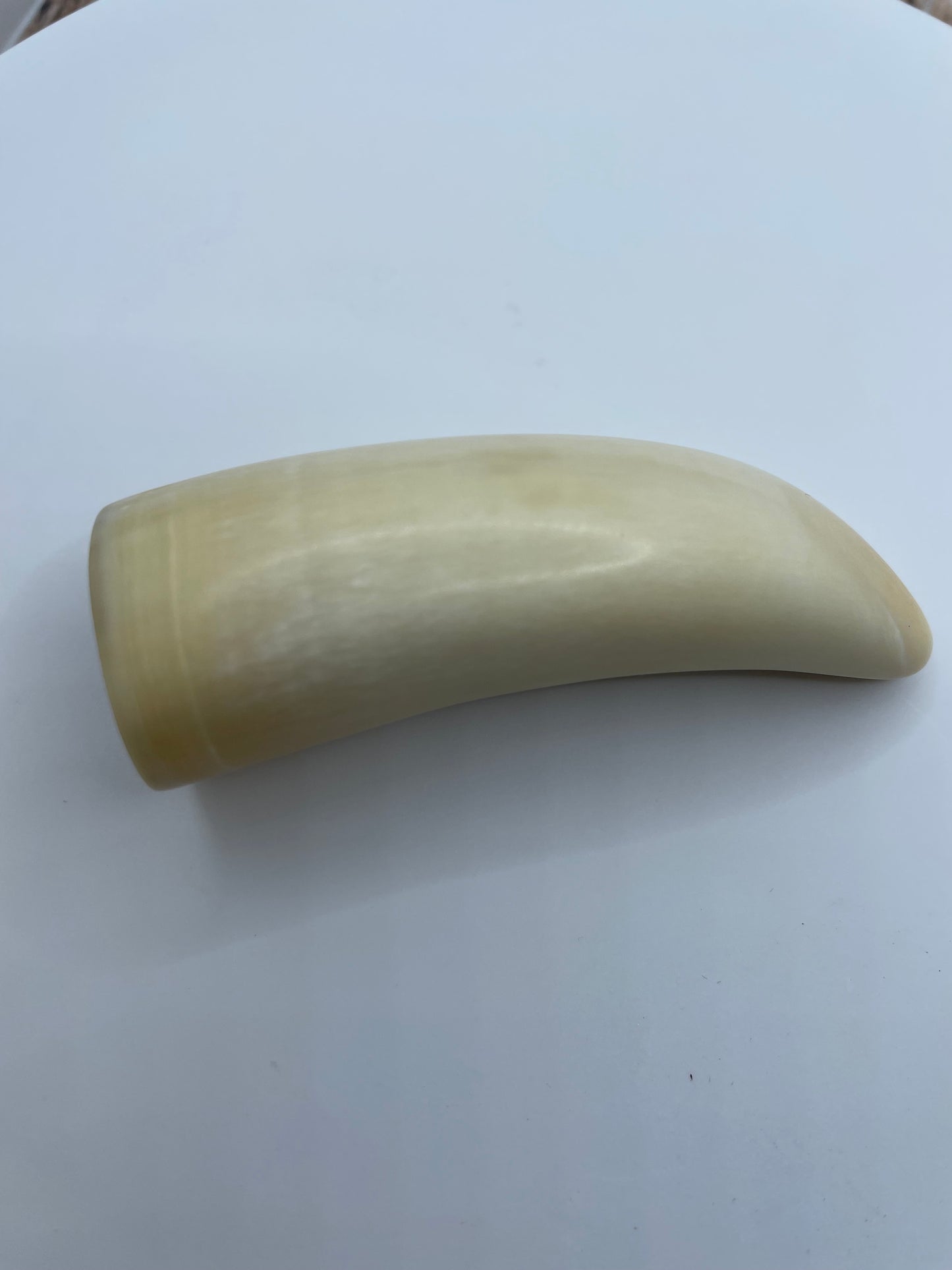 Sperm Whale Tooth