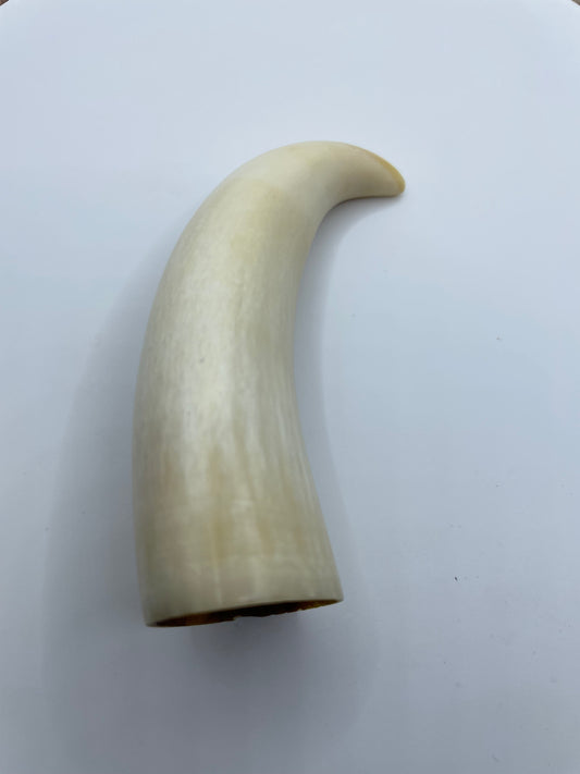 Sperm Whale Tooth