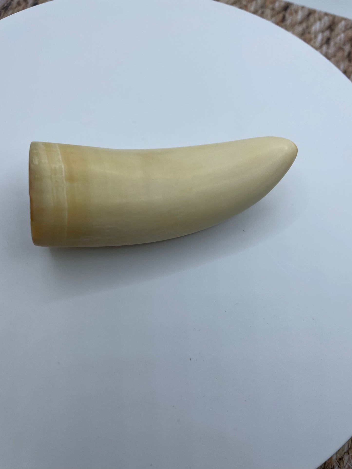 Sperm Whale Tooth