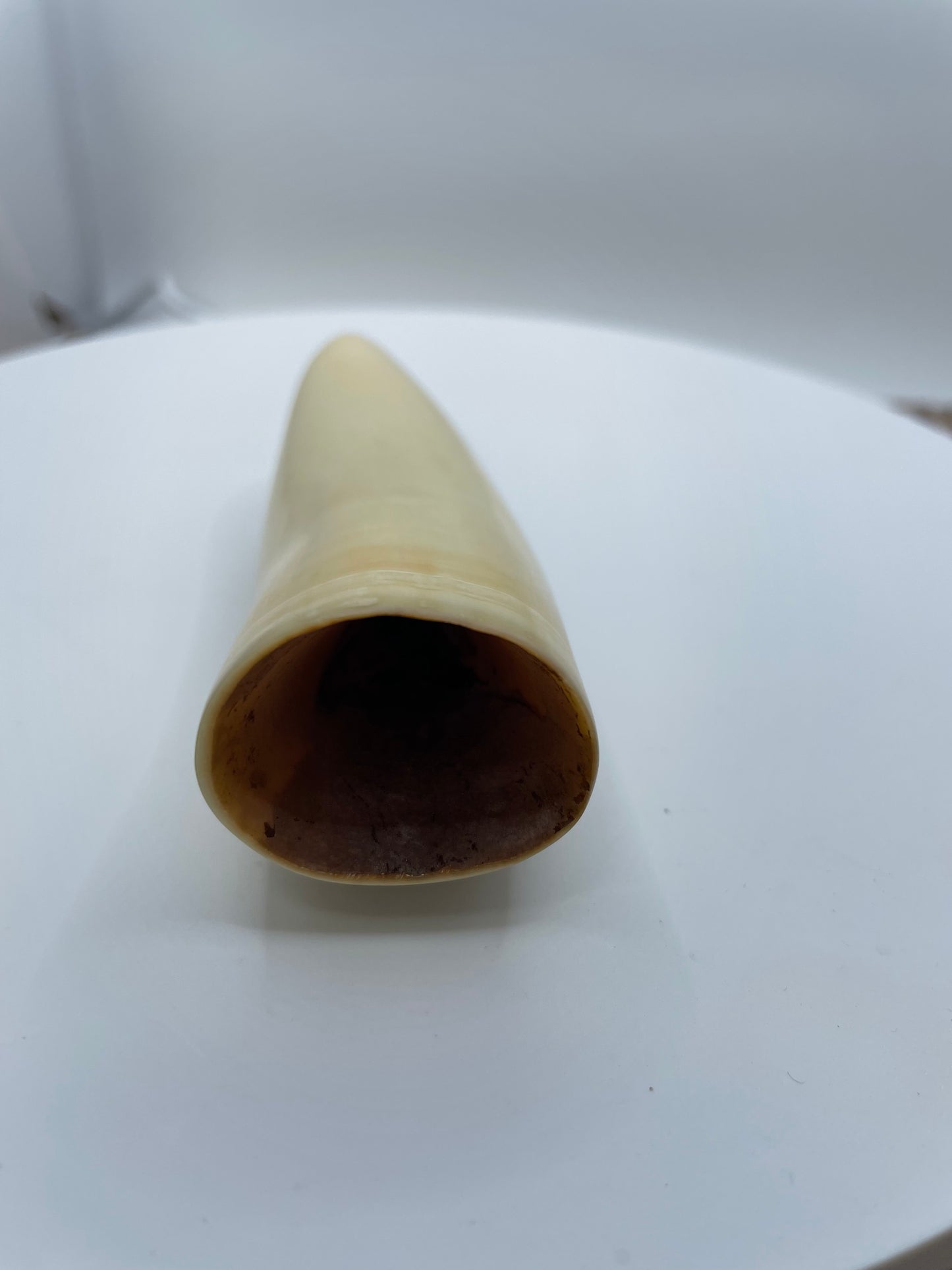 Sperm Whale Tooth